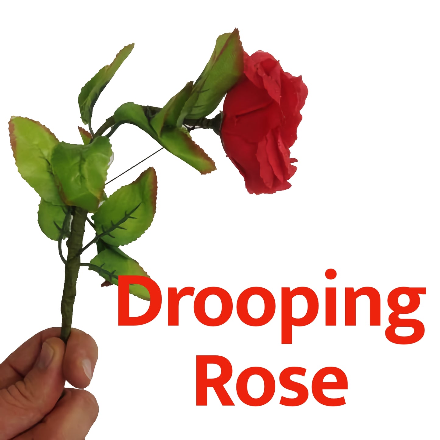 Rose tombante